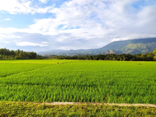 Areal sawah di Gampong Baet Lampuot